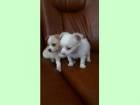 Chihuahua de vanzare din Bucuresti
