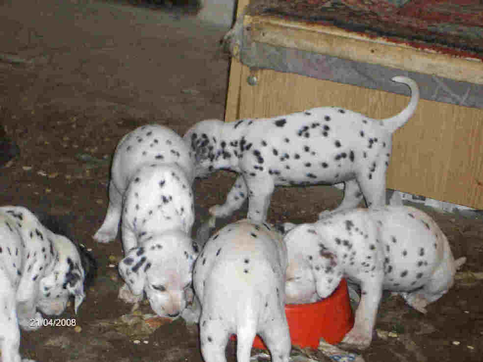 Vanzari caini de rasa Dalmatian, PUI DALMATIAN !