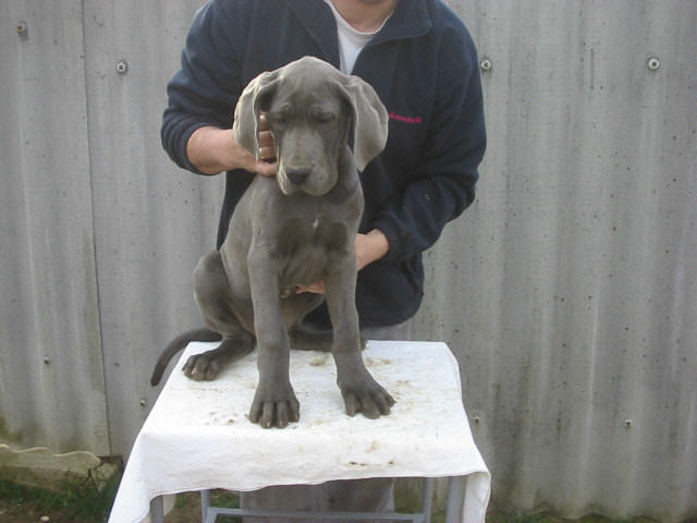 Vanzari caini de rasa Great Dane, PUI DOG GERMAN !