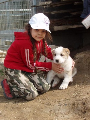 Poze Cu Caini Rasa Russian Shepherd Dog Anunturi Vanzare Catei De