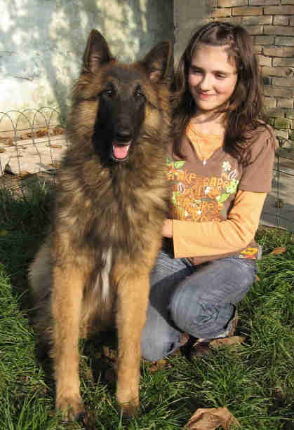 Vanzari caini de rasa Ciobanesc belgian tervueren, PUI CIOBANESC BELGIAN TERVUEREN !